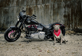 Harley Davidson, Dog, , 