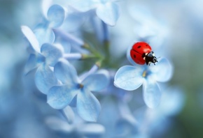  , Ladybug flower, , 
