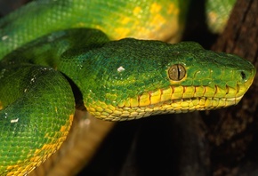 Зеленый, змея, голова, глаз