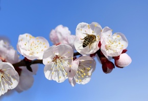 ветка, цветение, пчела, весна
