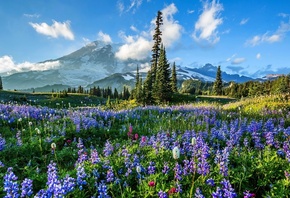 деревья, цветы, горы, поляна, Mount Rainier National Park, люпины, национал ...