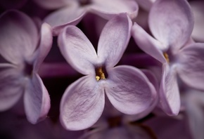 �����, �����, Istvan Benedek