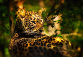 trees, leopard, lies, leaves