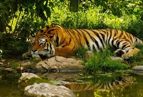 , , , , Jungle, Tiger, Water, Summer