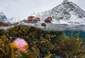 природа, пейзаж, зима, снег, водоросли, горы, Норвегия, под водой, посёлок, ...