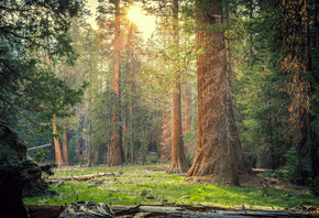 , Sequoia National Park, , , 