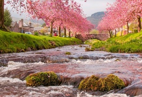природа, пейзаж, река, течение, берега, мост, дома, весна, деревья, сакура, ...