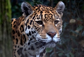 взгляд, хищник, ягуар, зоопарк, большой кошка, look, predator, jaguar, zoo, ...