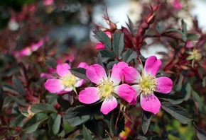 , , , , , flowers, petals, briar, pink, bus ...