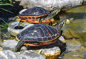 , , , , , , , , water, stones, animals, pond, pair, turtles, reptiles