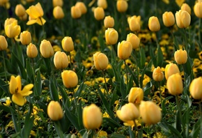 тюльпаны, желтый, много