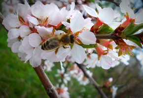 апрель, цветение, пчела