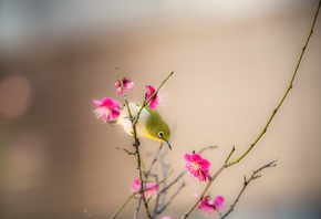 природа, весна, ветки, цветение, цветы, птицы мира, птица, белоглазка, белый глаз