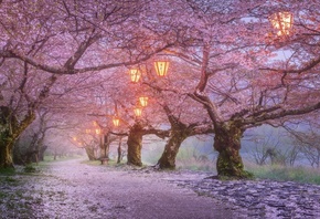 Япония, природа, пейзаж, аллея, деревья, сакура, цветение, вечер, фонари