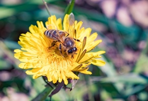 одуванчик, пчела, весна