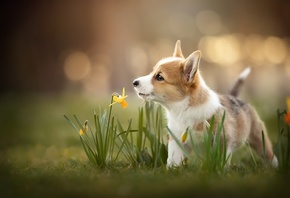 животное, собака, пёс, щенок, детёныш, природа, весна, трава, цветы, нарцис ...