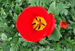 тюльпан, весна, апрель