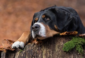 Большая швейцарская горная собака, Энглбучерская горная собака