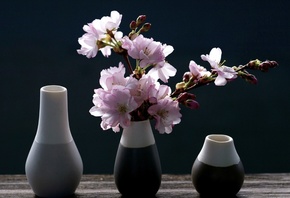 вазы, ветки, вишня, сакура, цветы