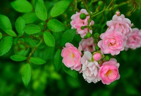 розовые розы, зеленые листья, весна
