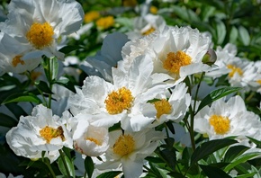 , , , , , , , , flowers, flowering, leaves, petals, bud, white, peony, peonies