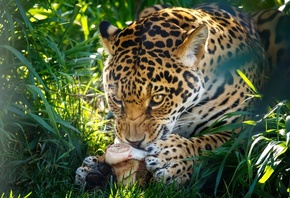 животное, хищник, леопард, природа, трава, кость, еда