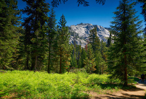 , , Sequoia, National Park , , 