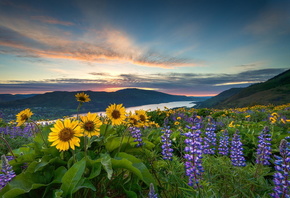 пейзаж, закат, цветы, горы, природа, долина, Орегон, США, река, Колумбия