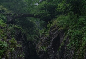 , , , , , , trees, rocks, forest, bridge, gorge, vegetation