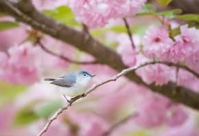 природа, весна, дерево, цветение, сакура, ветка, птичка