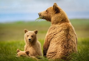 животные, хищники, медведи, три медведя, медведица, медвежата, детёныши, природа, поле, трава
