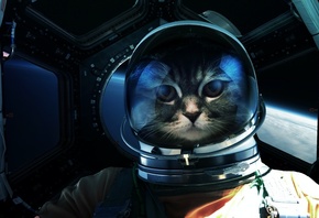 Кот, космонавт
