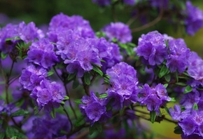 цветы, ветки, фиолетовый, азалии, азалия, рододендроны, flowers, branches, purple, azaleas, azalea, rhododendrons