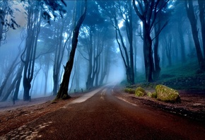 пейзаж, деревья лес туман дорога, Португалия камни мох корни утро
