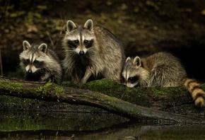 , , , , , nature, look, family, raccoons, faces