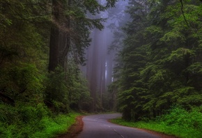 , , Redwood national Park, Sherwood Forest, , ,  ...