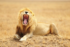 , Lion