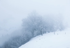 Снег, белый мир, деревья, туман, утро, зима