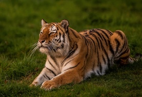 Тигр, поза, отдых, трава