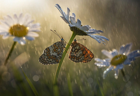 макро, бабочки, цветы, насекомые, природа, дождь, ромашки, боке, Roberto Al ...