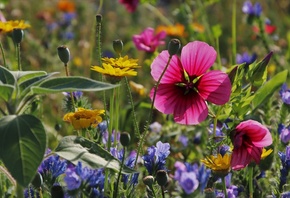 ������� �����, �������, �����