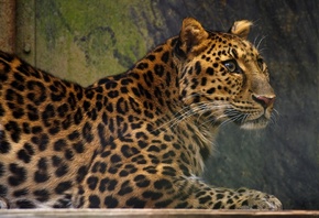 �������, �����, ������