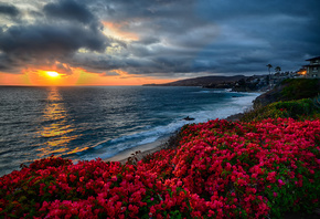 Bassam Bandak, природа, пейзаж, Калифорния, океан, побережье, цветы, закат, тучи