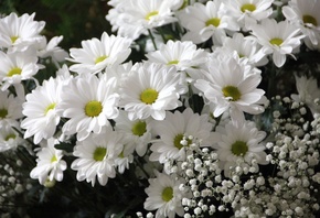 Букет, белых хризантем