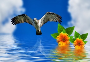 птица, цветы, море, небо