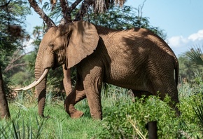 слон, дикая природа, африканский слон, Африка, Elephantidae, саванна