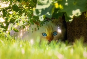 ���, ����, ������, �����