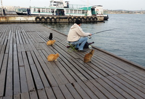 ожидание, рыбалка, кошки