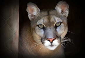 ��������, ����