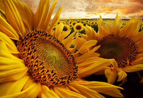 �������, ����, ����������, Adrian Borda, ����